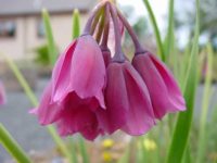 Rich pink waxy pendulous flowers